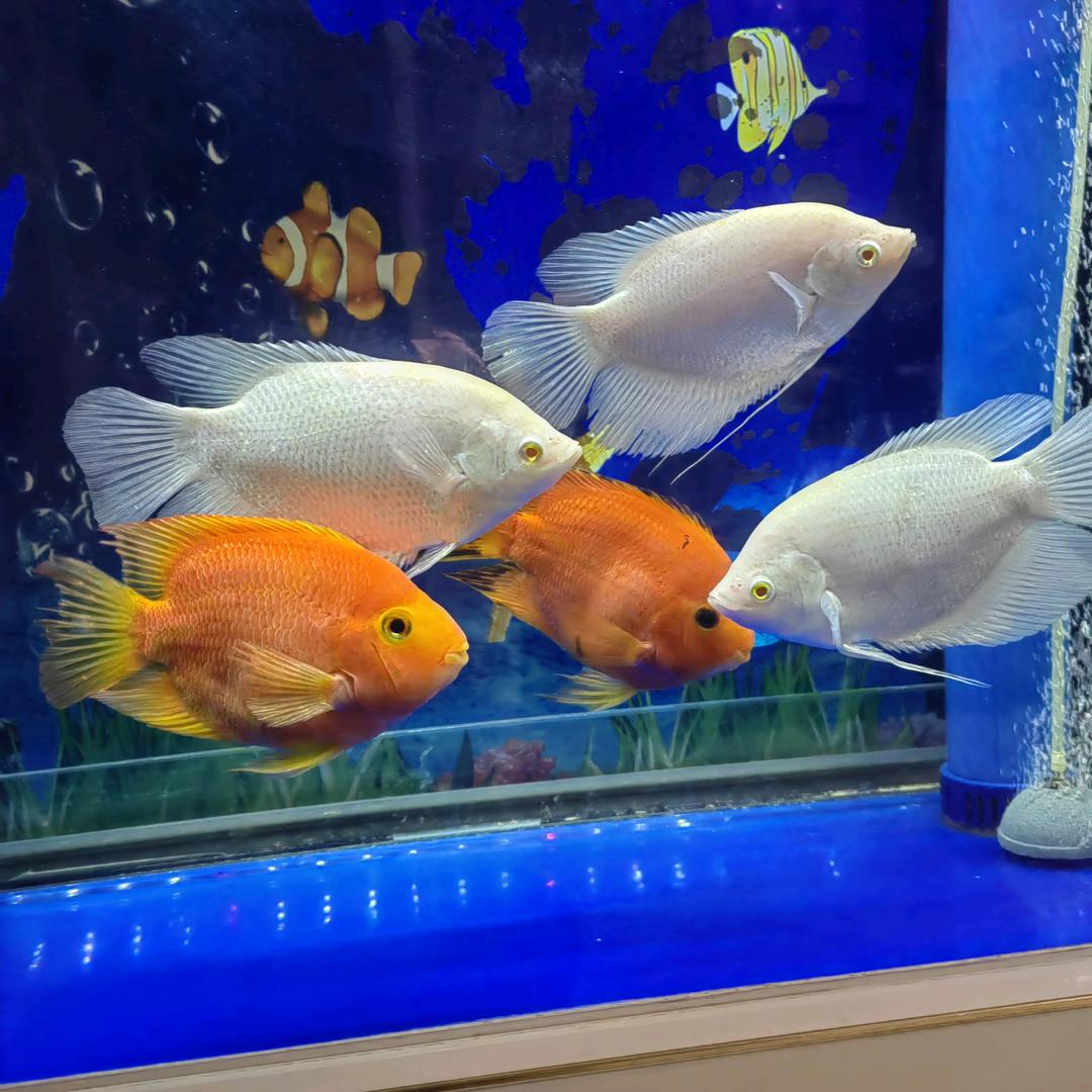 鲸海渔具
