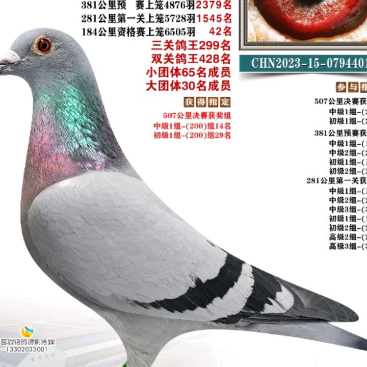 速度与激情