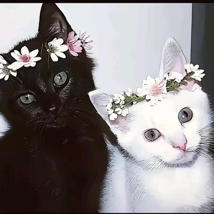 Nabaa