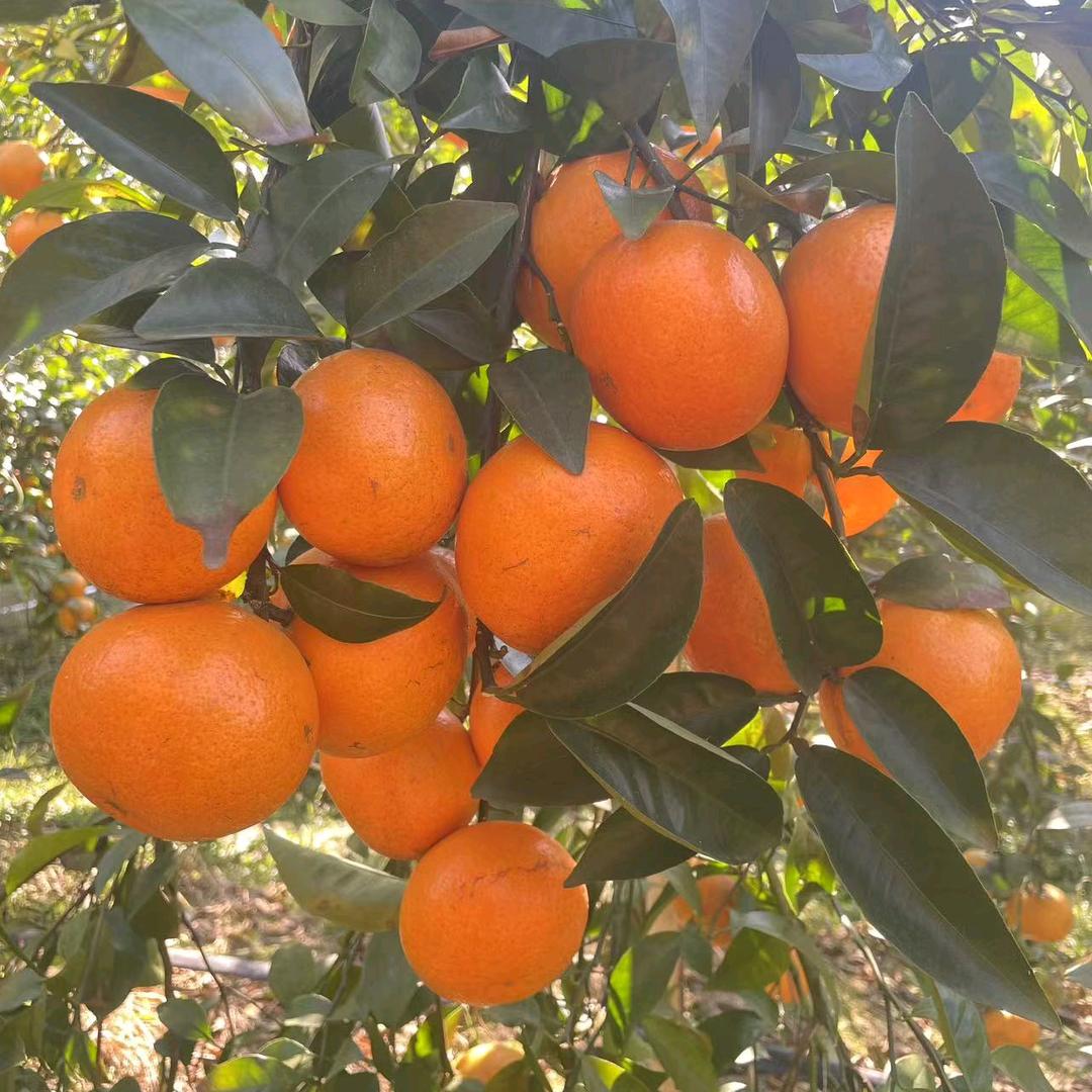 揭阳钻井大队
