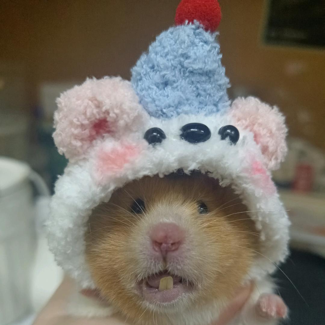 5A芝士🧀