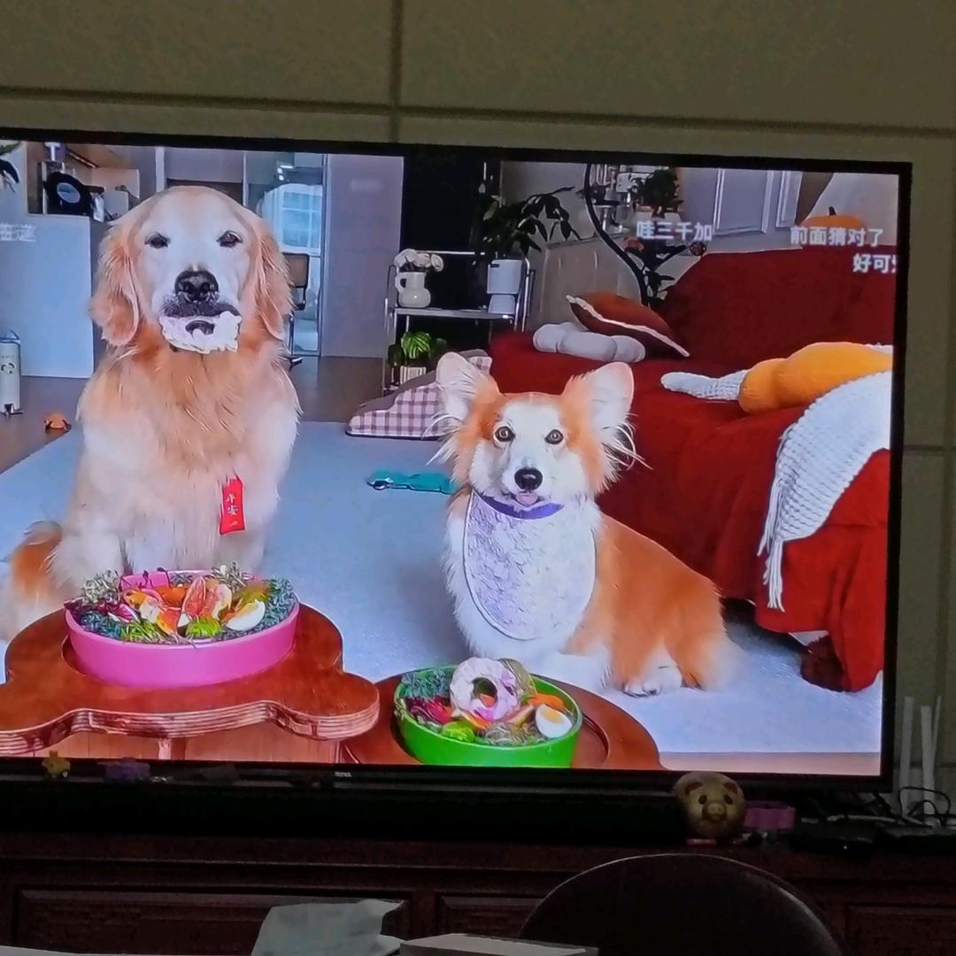 🐩🐩🐩🐩