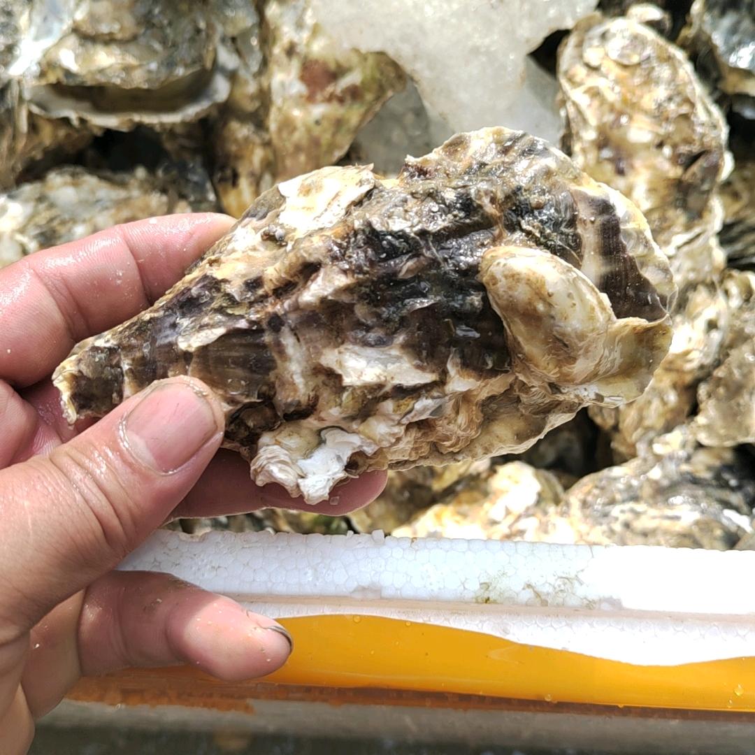 湛江烧烤生蚝等你