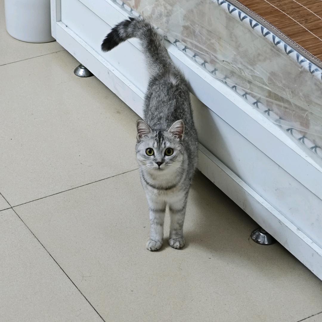 小心甘