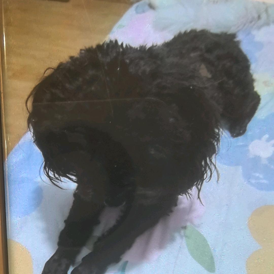 妞妞是条泰迪犬