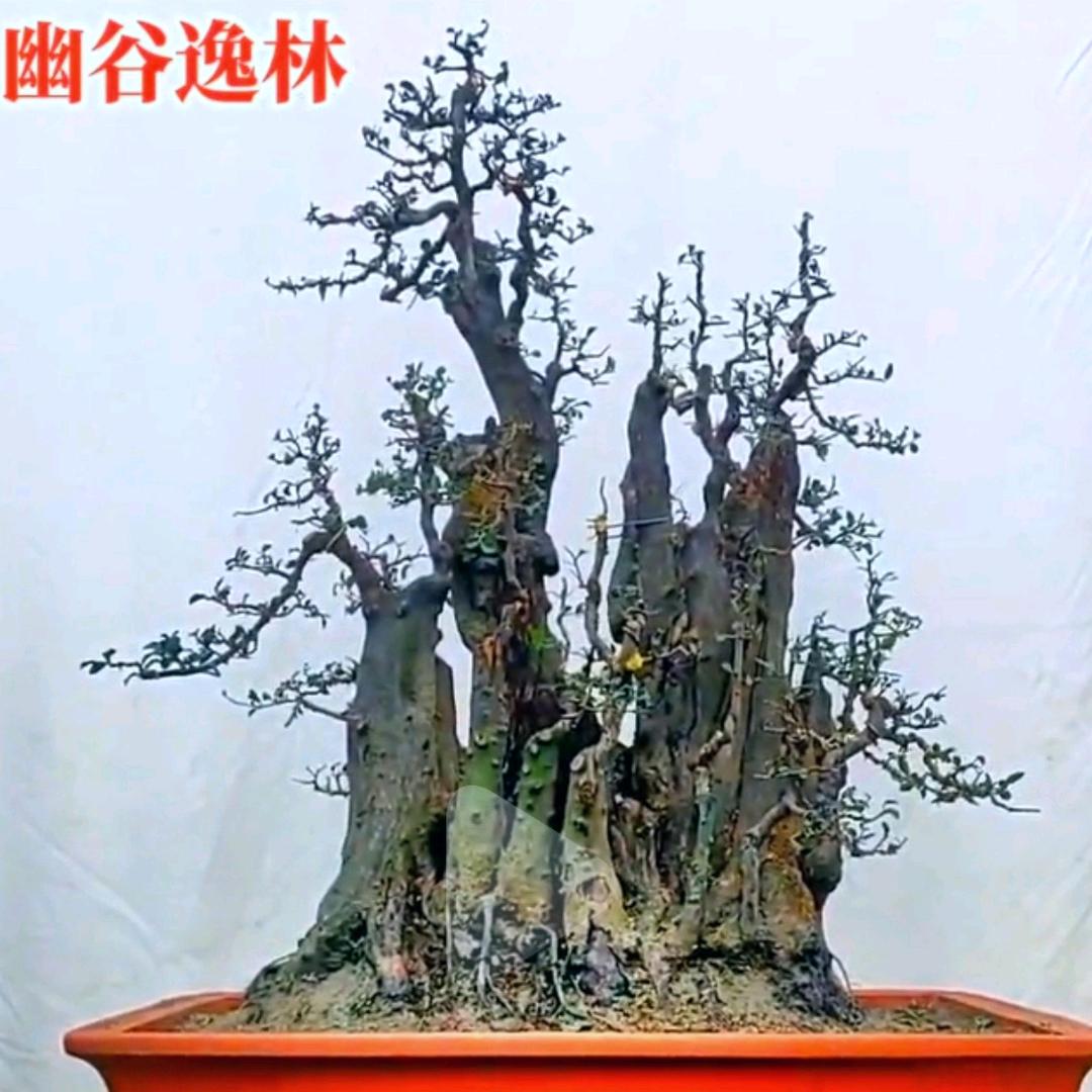 温江，《耕侬》意树