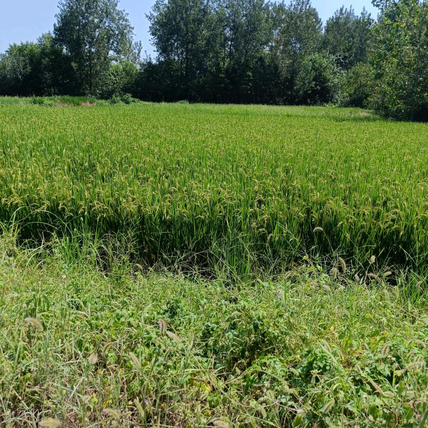 细水长流迎春大吉