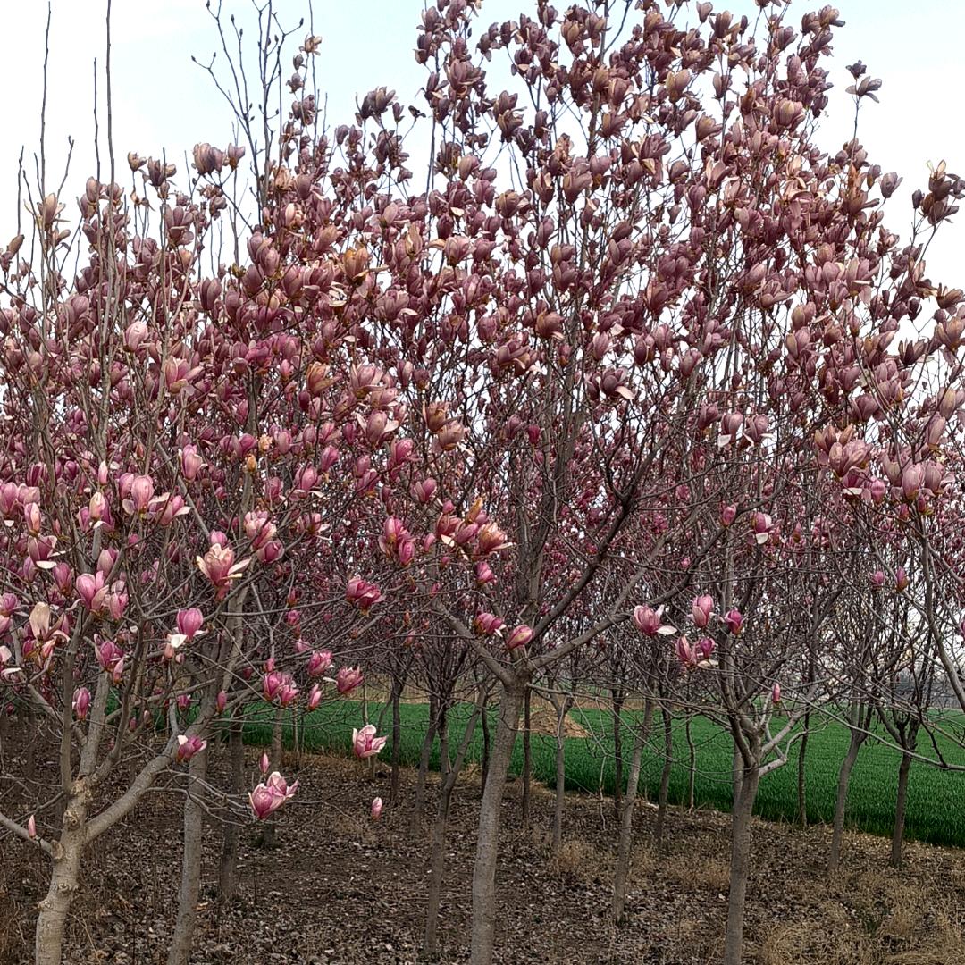 快乐人生71.73.75