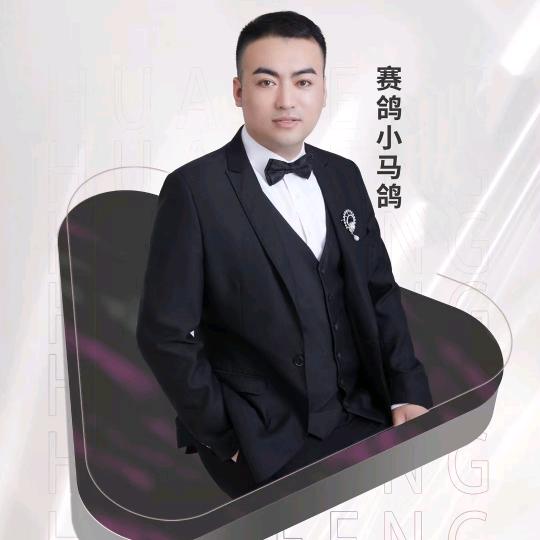 赛鸽小马鸽