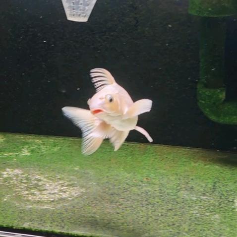 邯山区余楠蝴蝶鲤