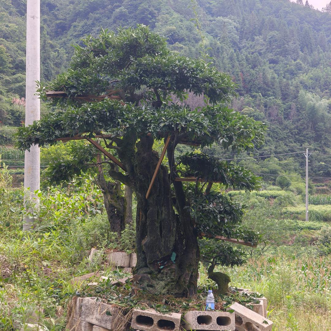 是你忽悠了我！