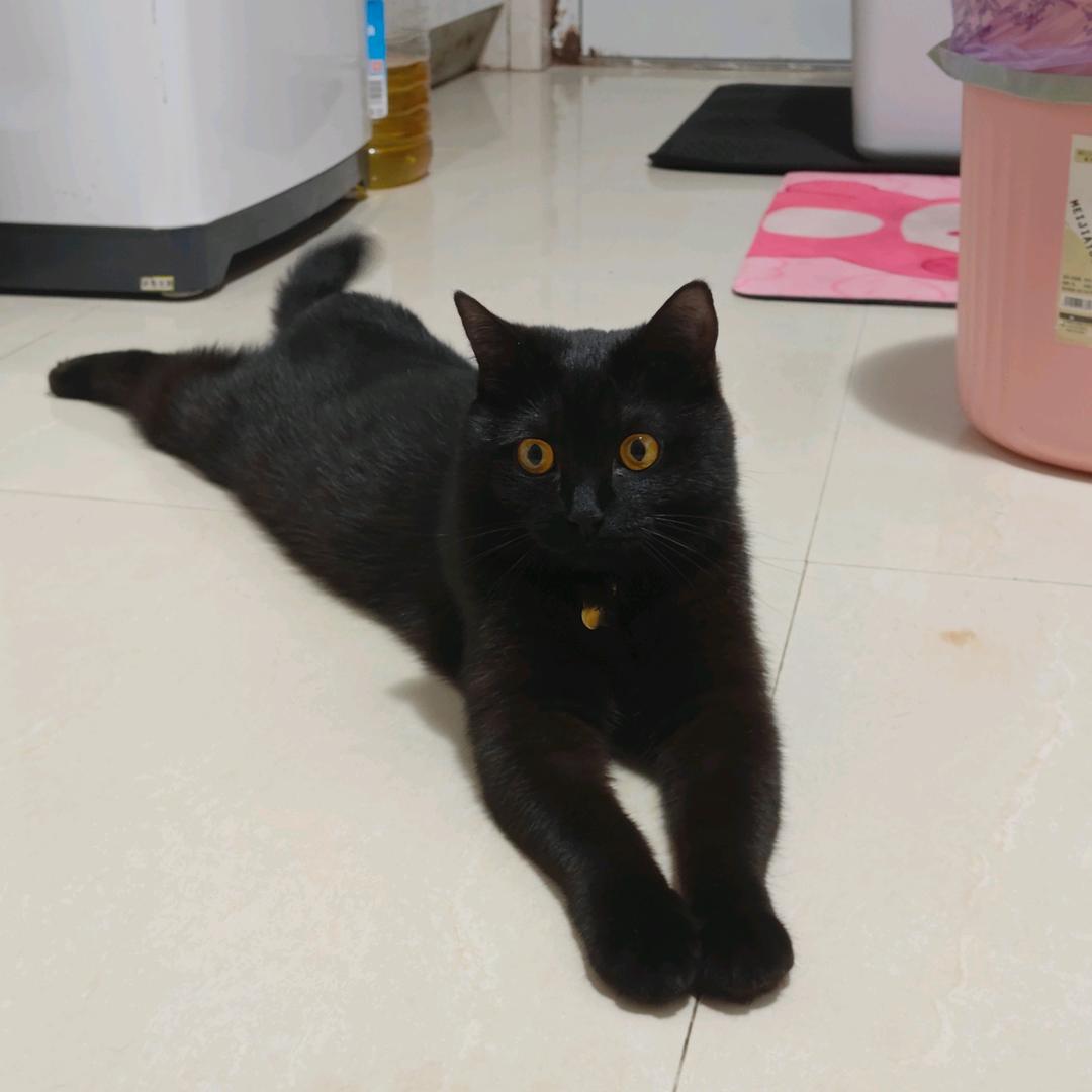 本仙不要草莓