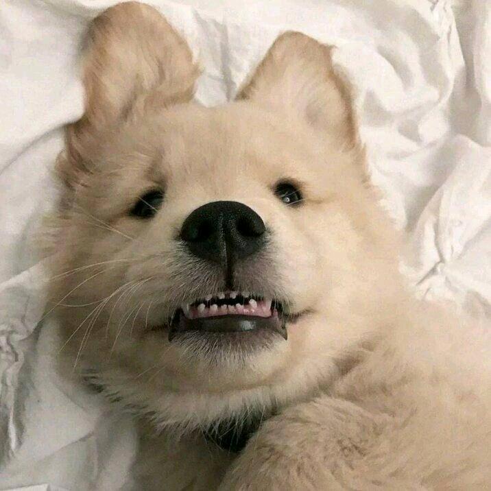 小狗🐶