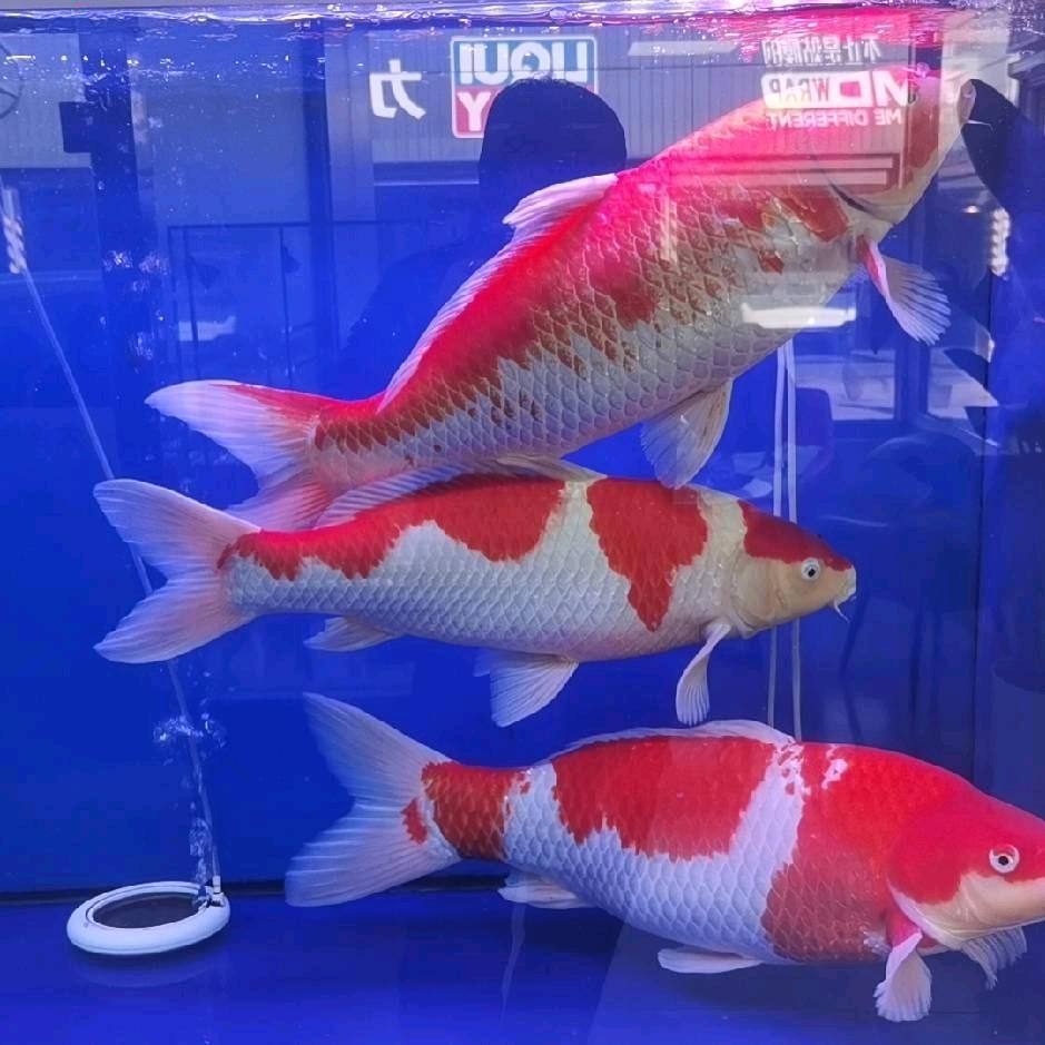 （五龙）