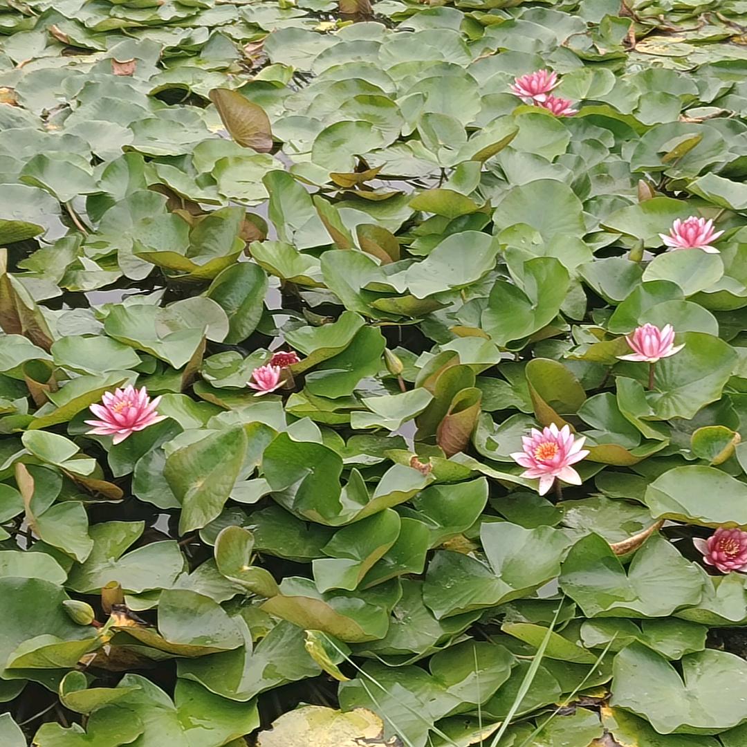 强😊😊哥