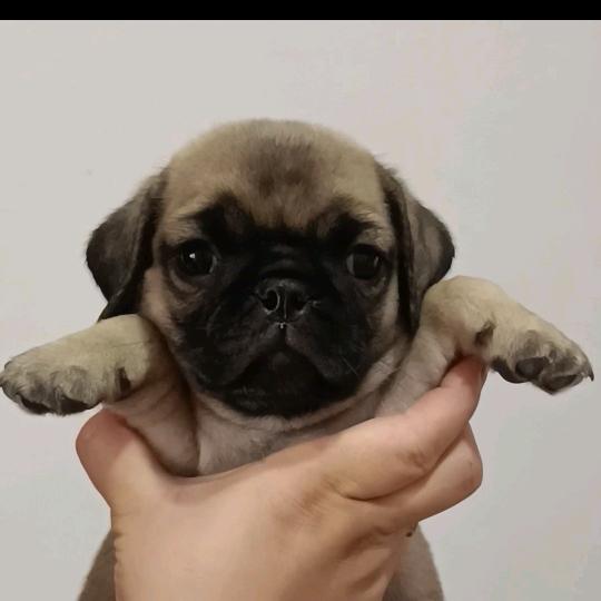 小韩宠物