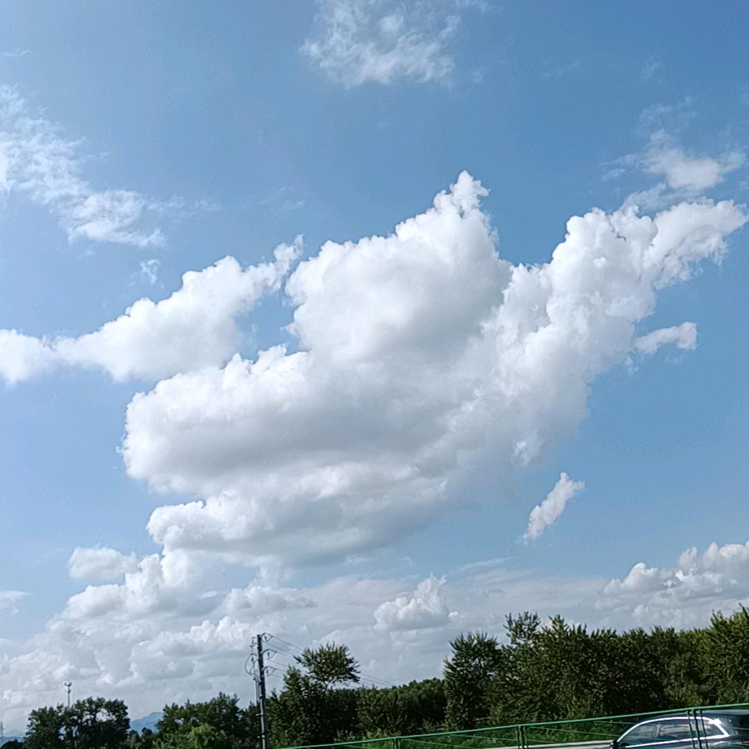 猫头鹰