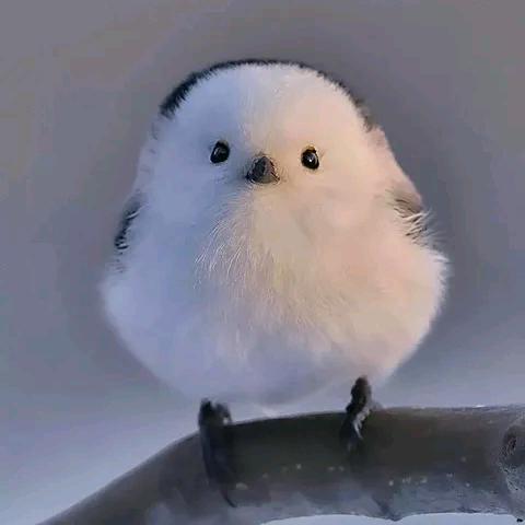 爪巴
