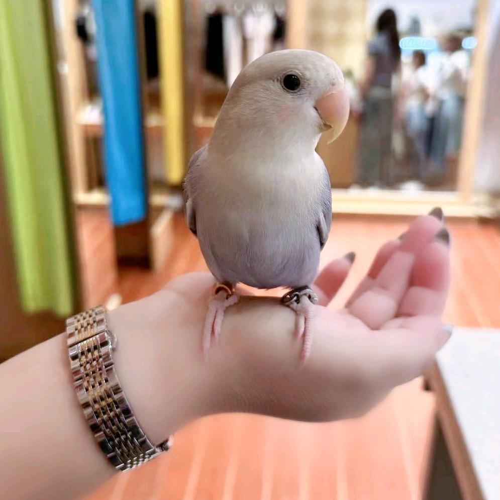 🌿疏影🌿