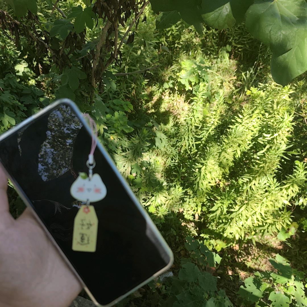 ✨糖果🏵汤圆💫