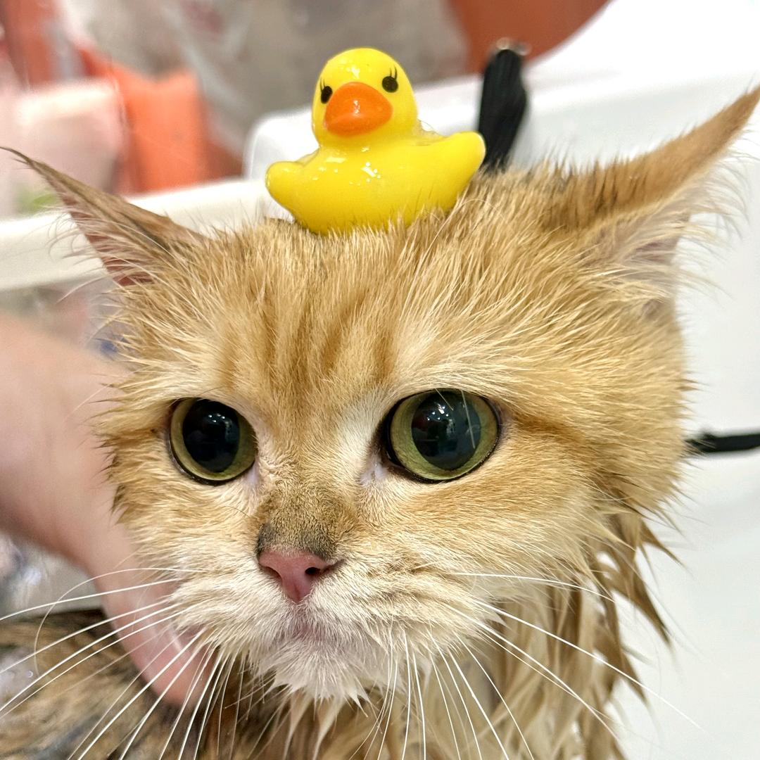 珂菲的小猫叫夏夏