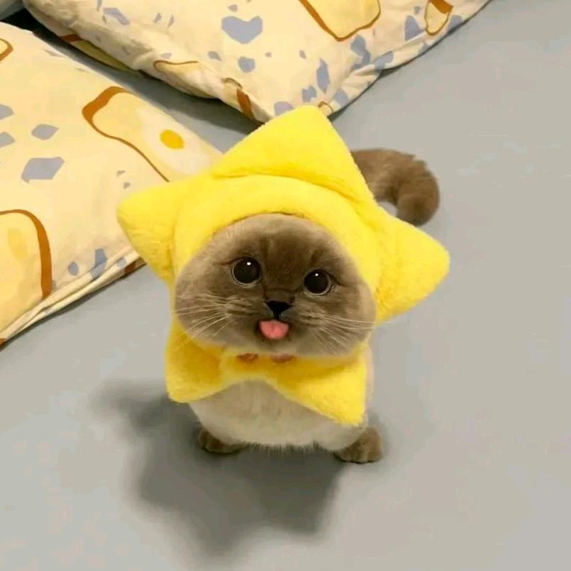 我不要吃米饭🍚