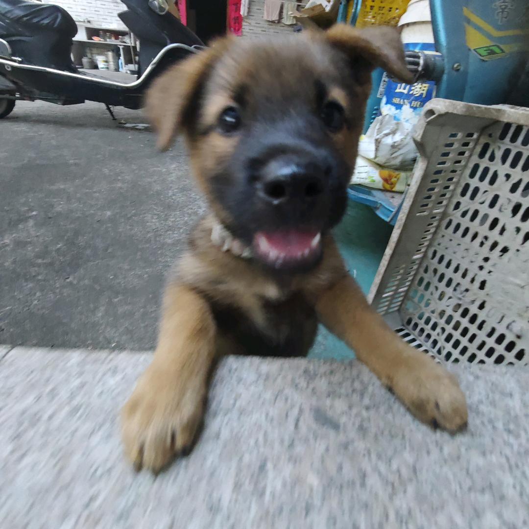 帅狗