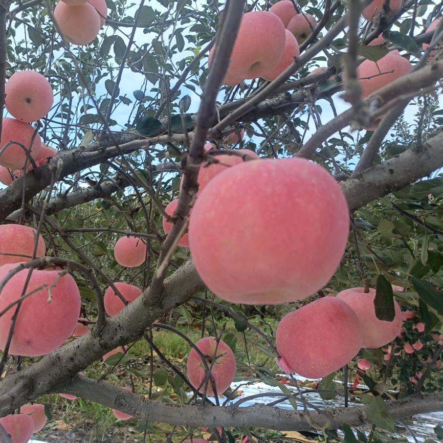 泽优