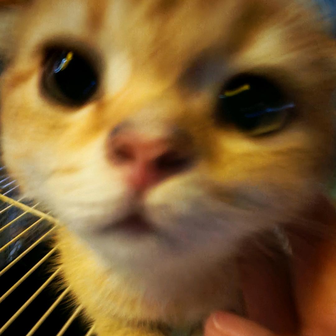 重生之大小姐华丽归来