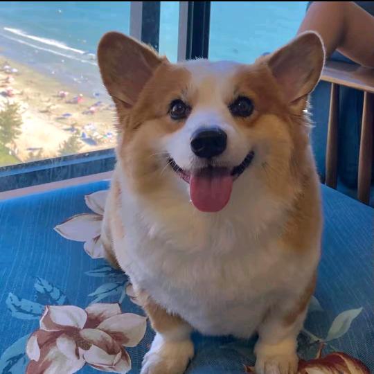 雅玉归优选
