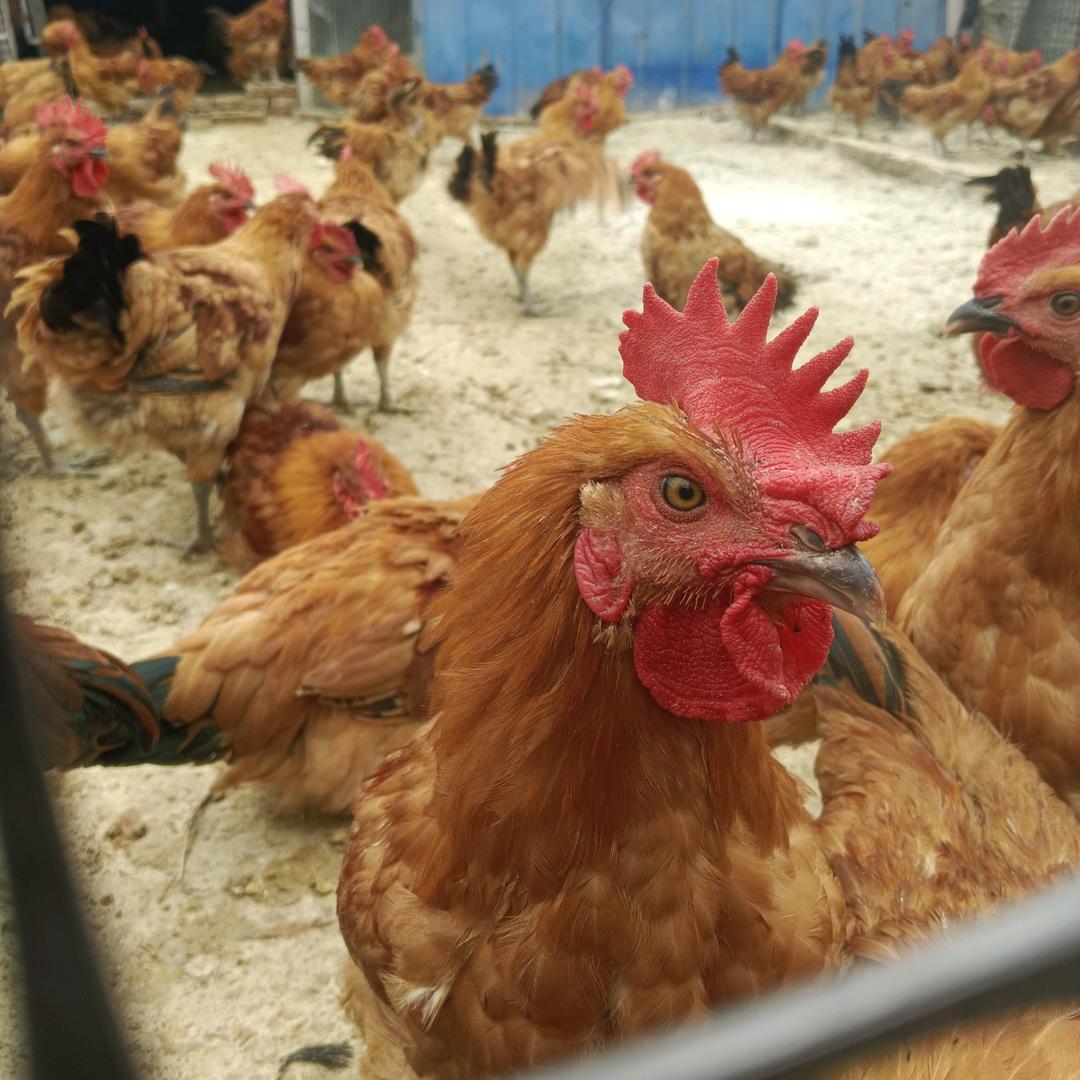 敬德土鸡养殖
