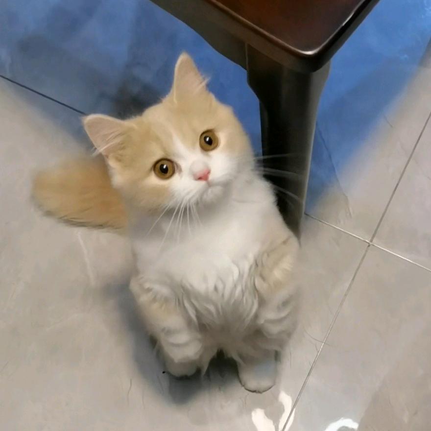 全小律
