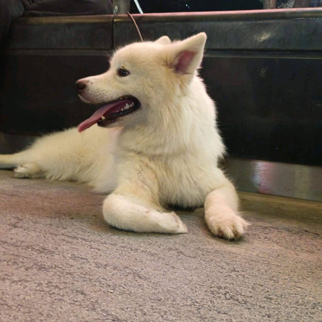 果陇英歌-(少妇)