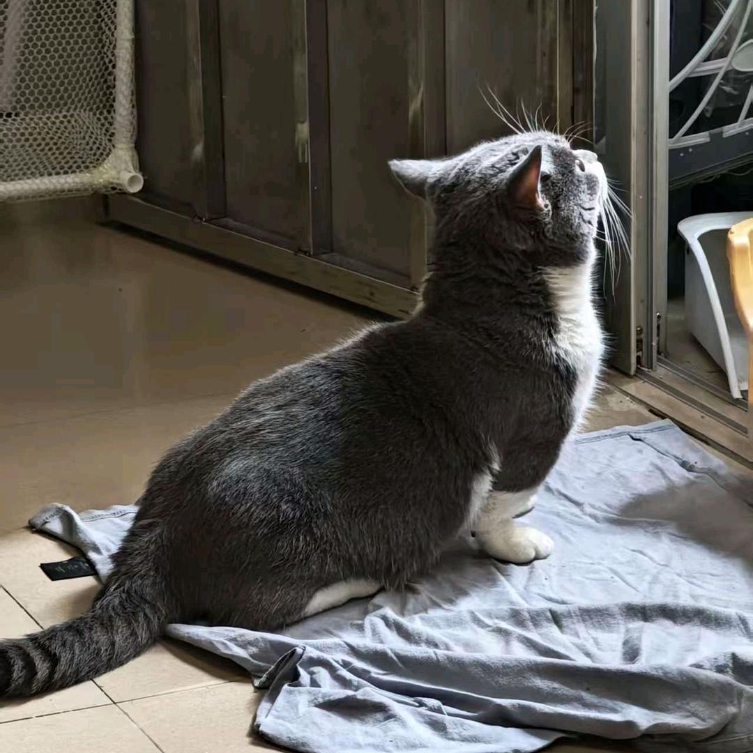 猫毛冇帽