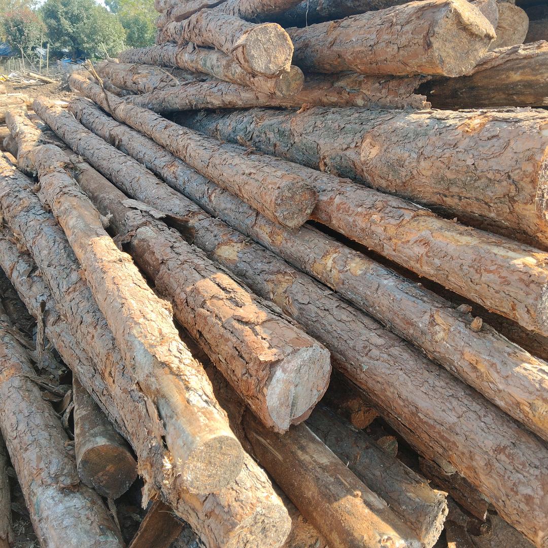 松木桩批发琴姐