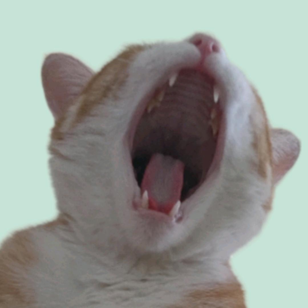 於wū菟tú🐯