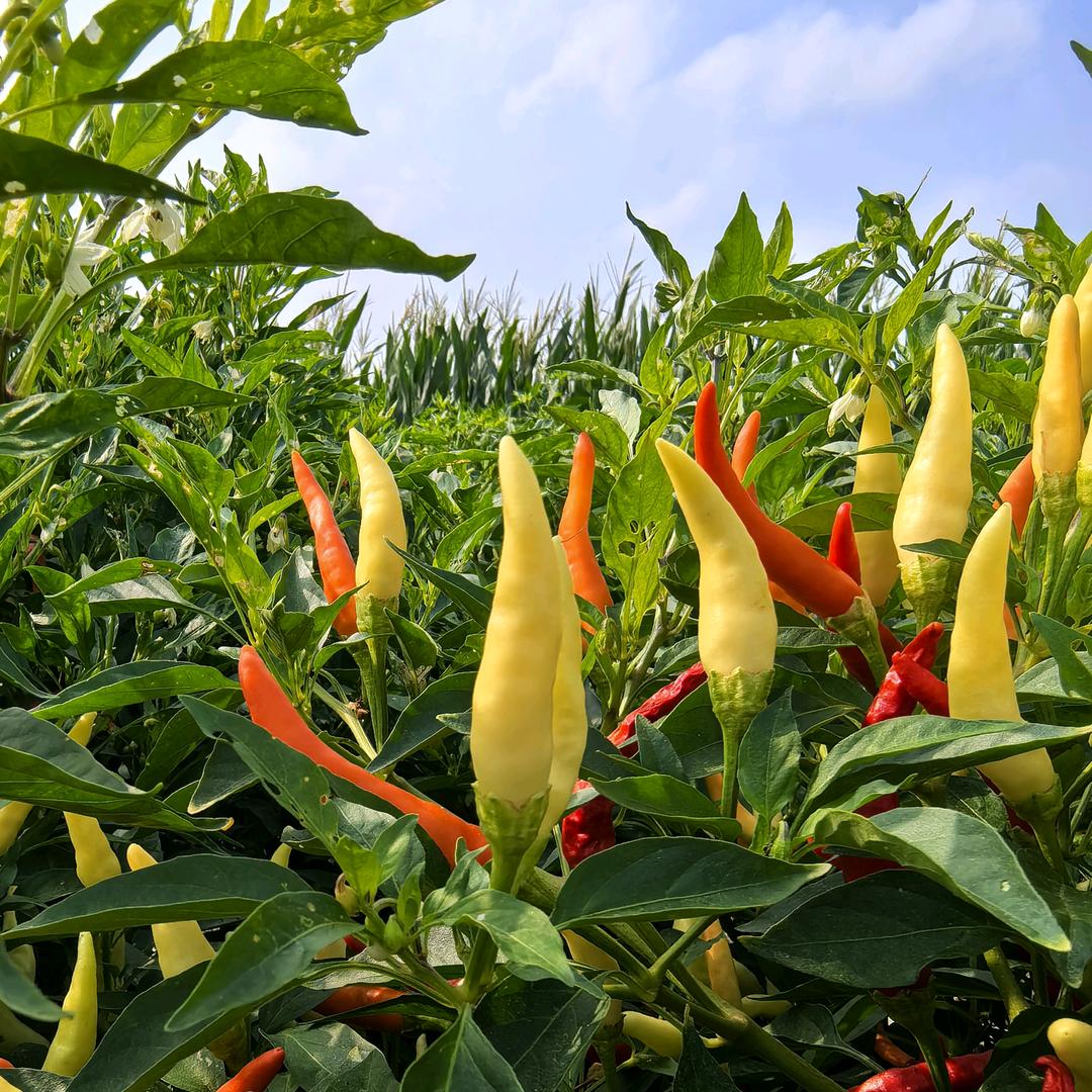 露丰园农产品经营店