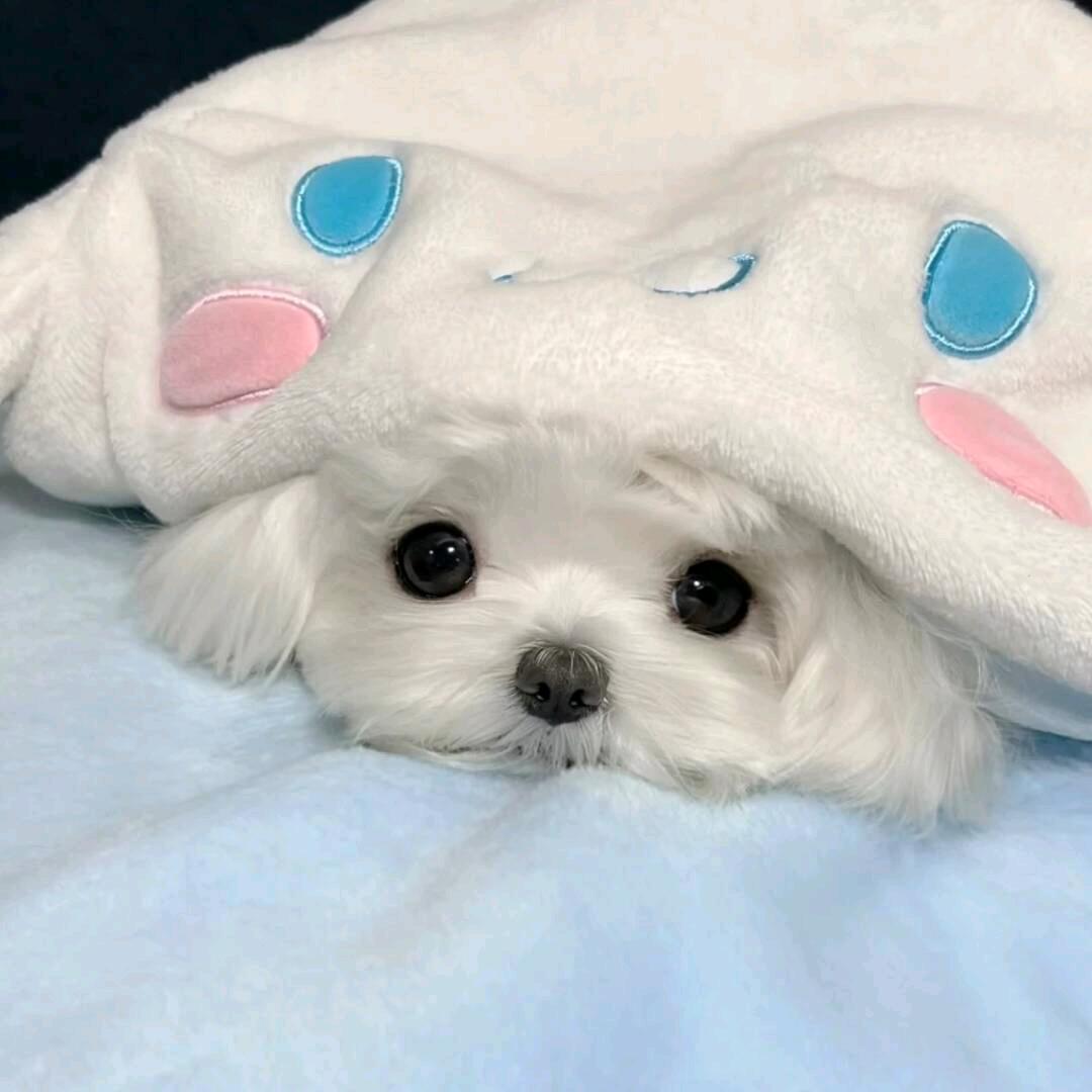 00是笨蛋