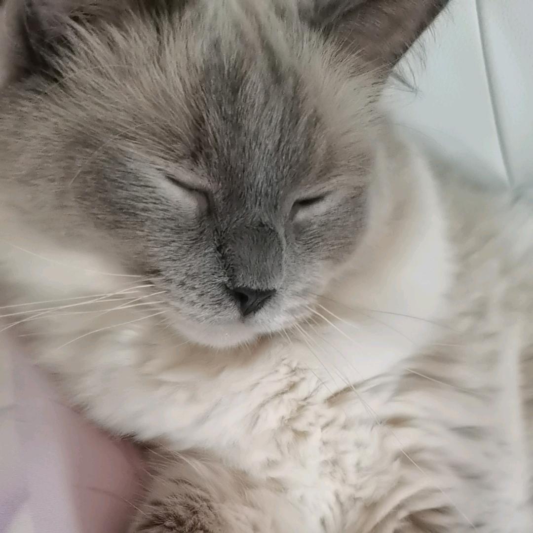 糯玩～