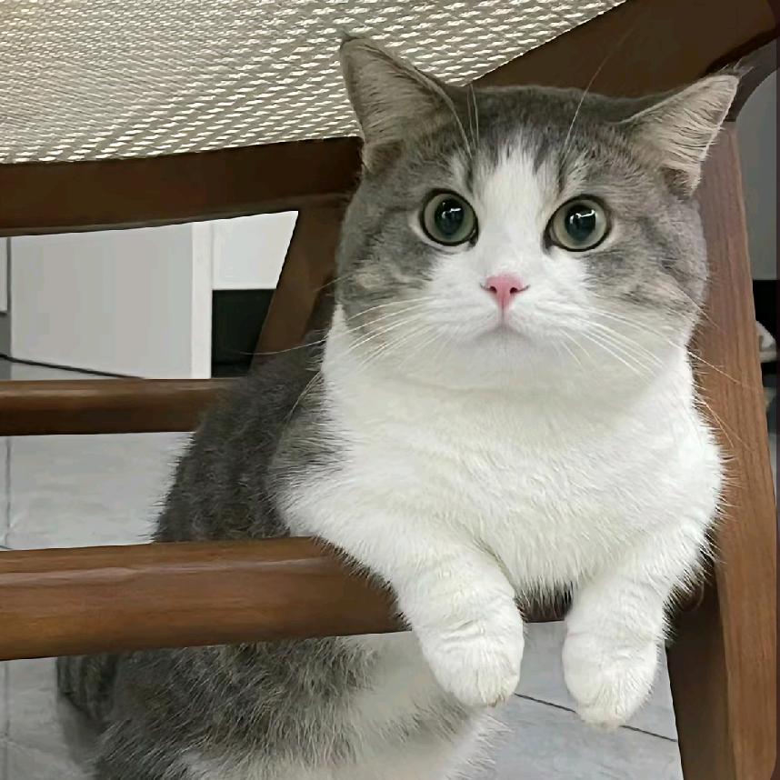 天歌