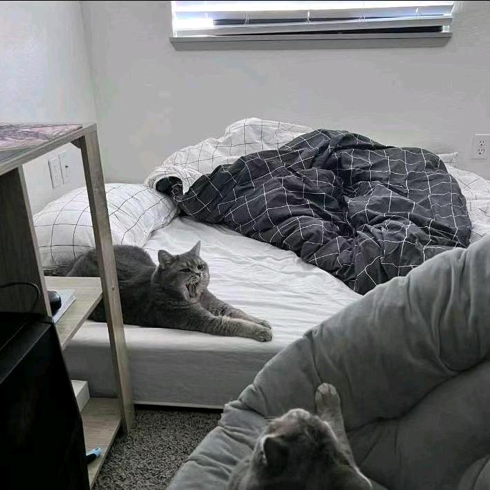 懒得礼貌