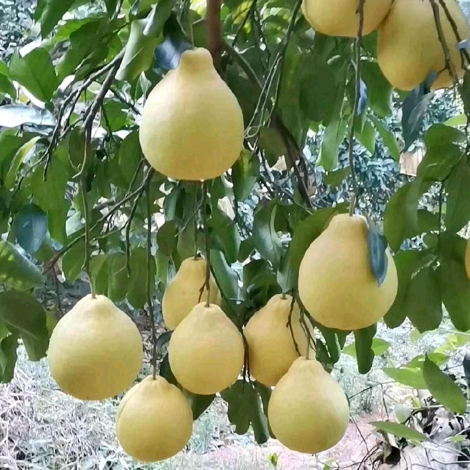 龘鼬龖[暂时退网]