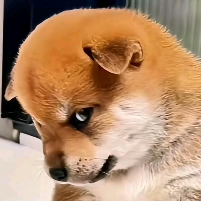 🐻大灰熊