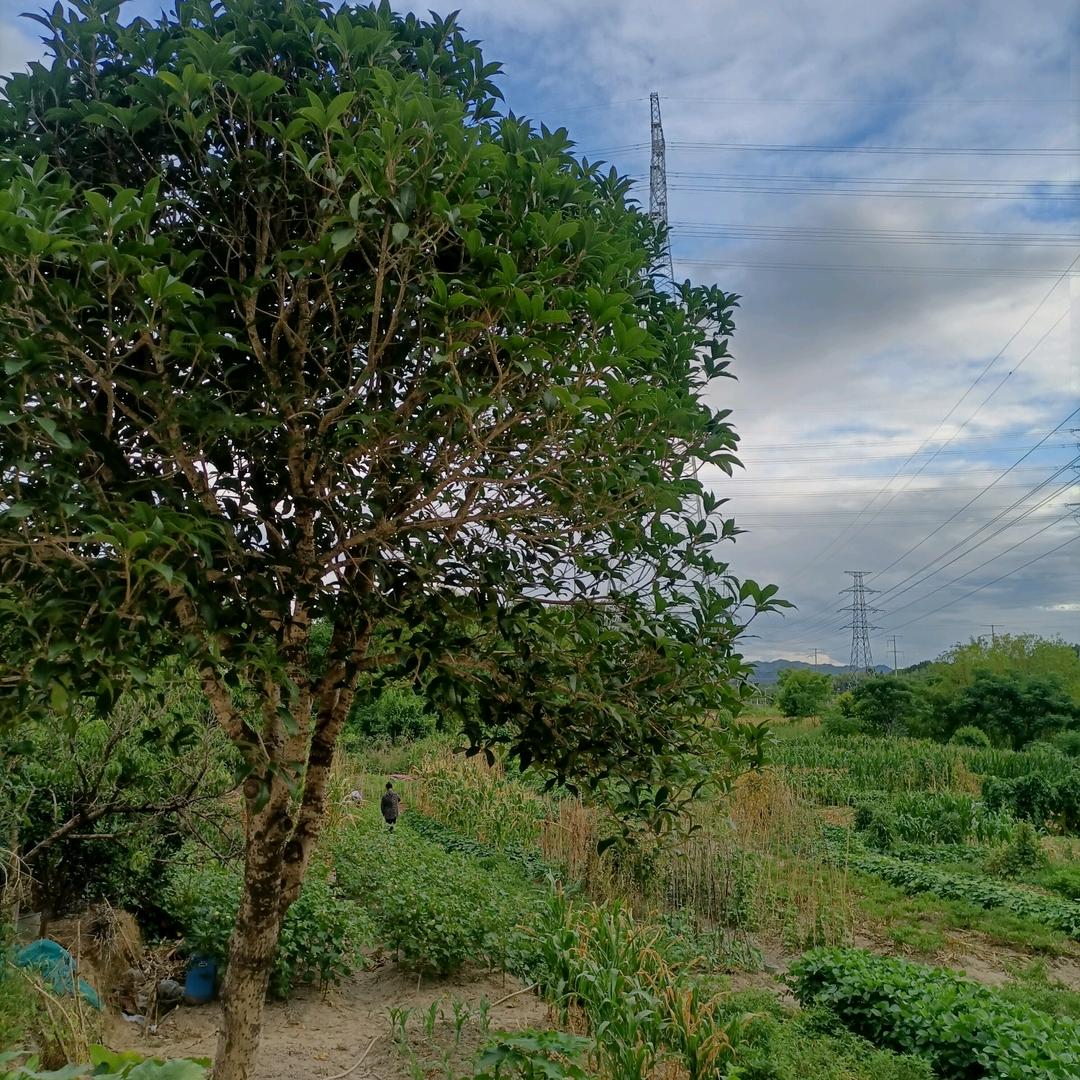 人生如梦💖💖