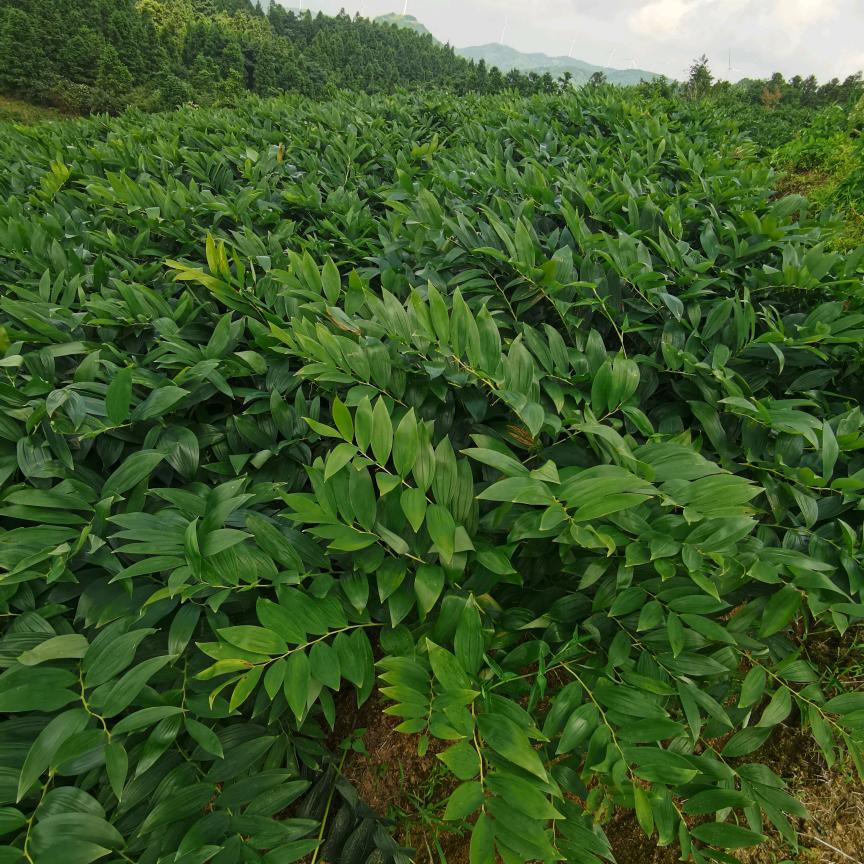 坤凡农业