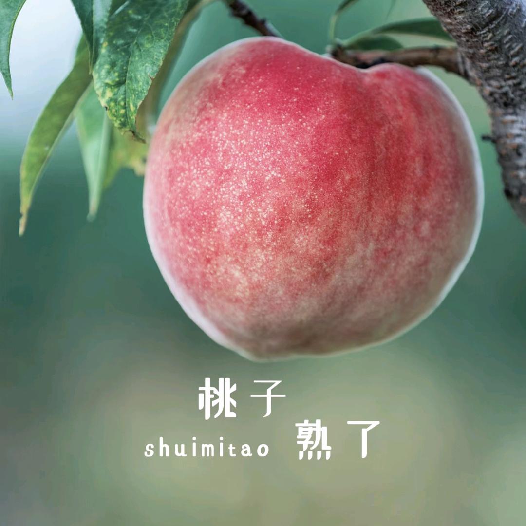 无锡阳山水蜜桃果园甄选