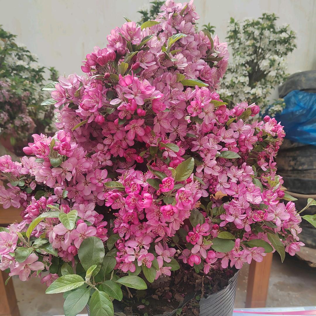 一棵海棠精品小铺