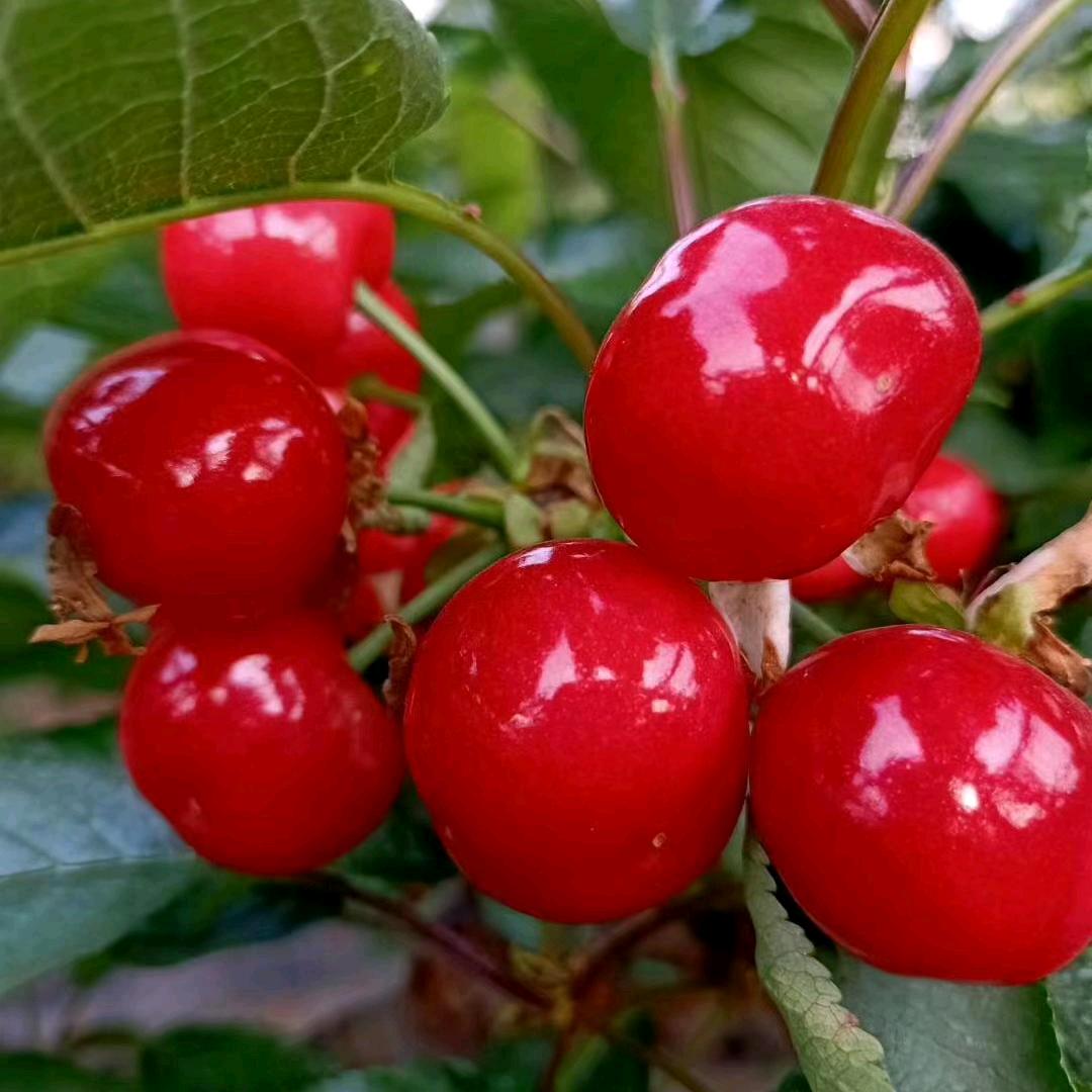 顺其自然🍒