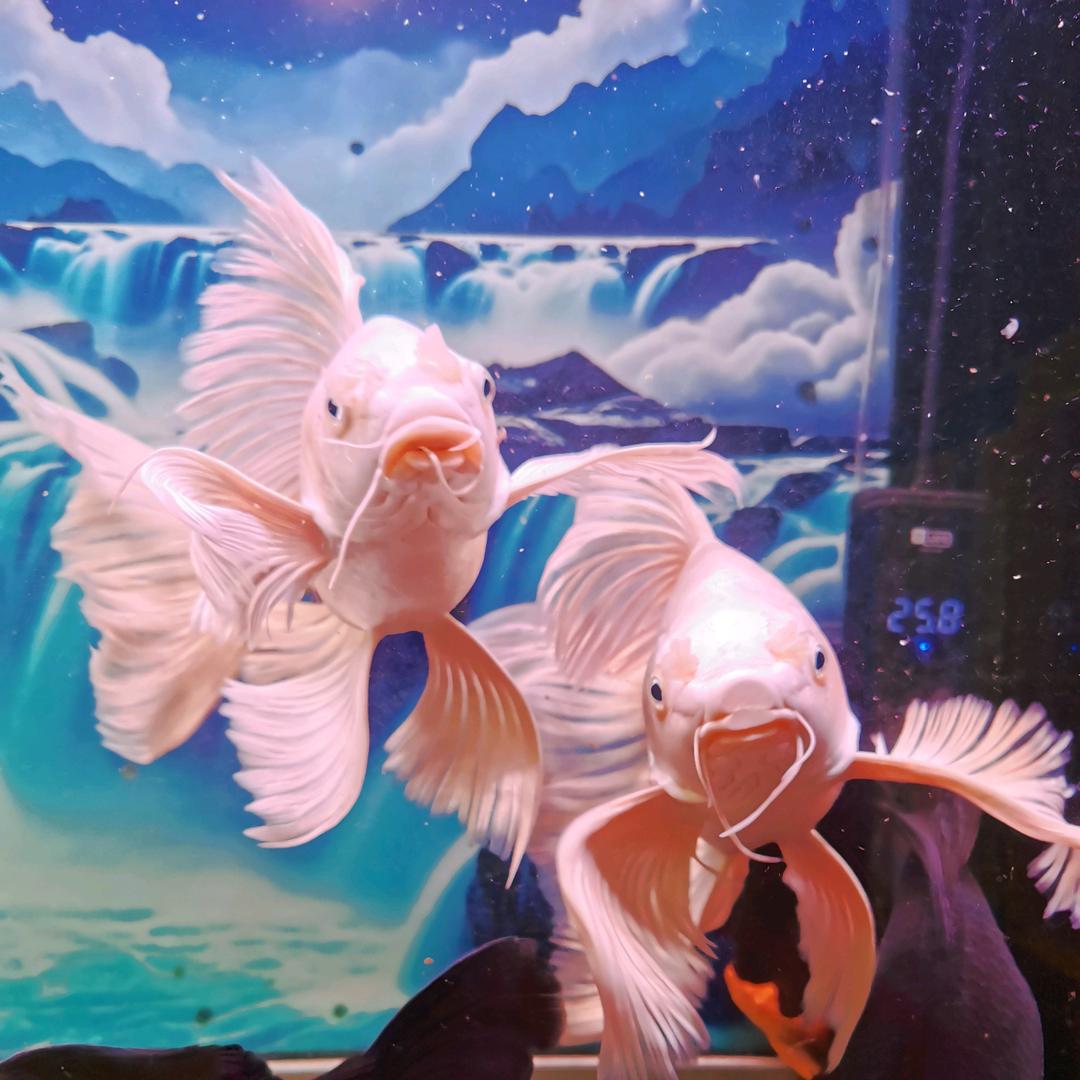 养鱼人淘宝甄选店