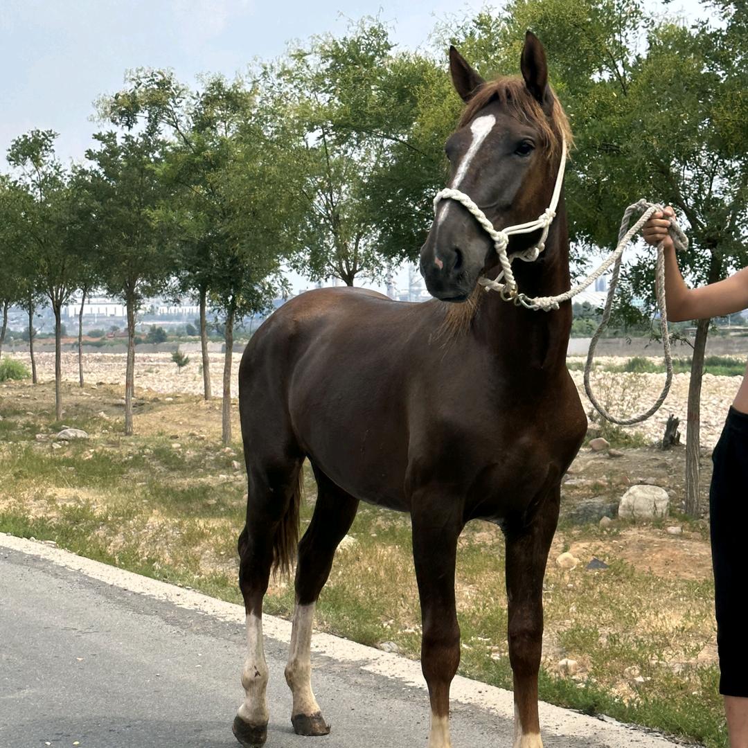 黄毛（马匹经纪人）